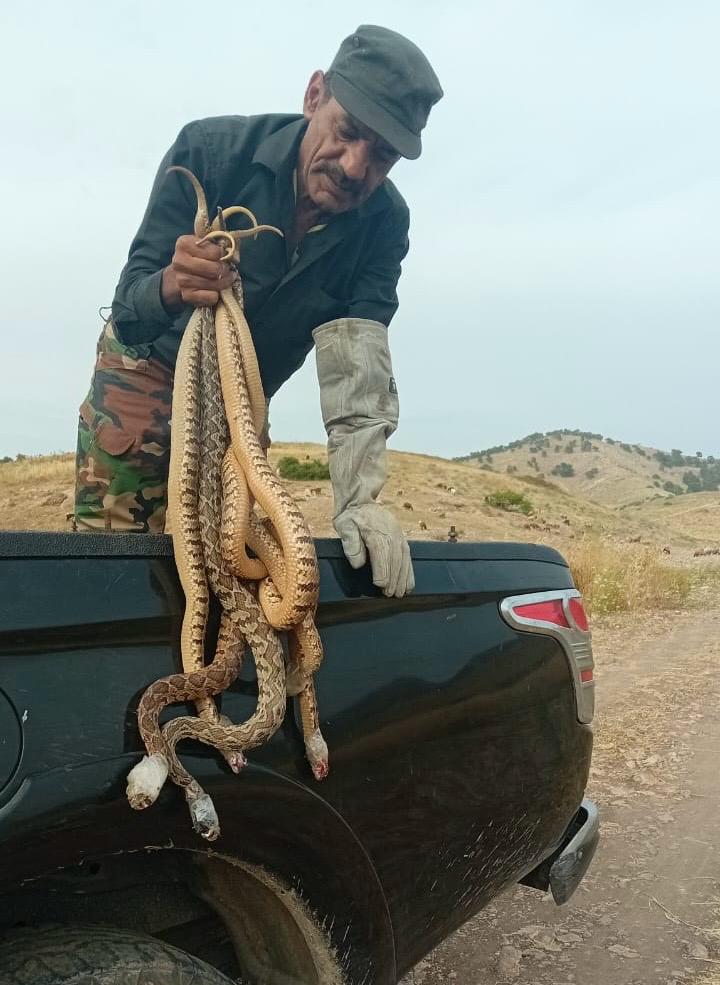 خبير الأفاعي ياسين الصقور يلاحظ تزايدًا في نشاط أفعى فلسطين خلال ما مضى من سنوات (الجزيرة)