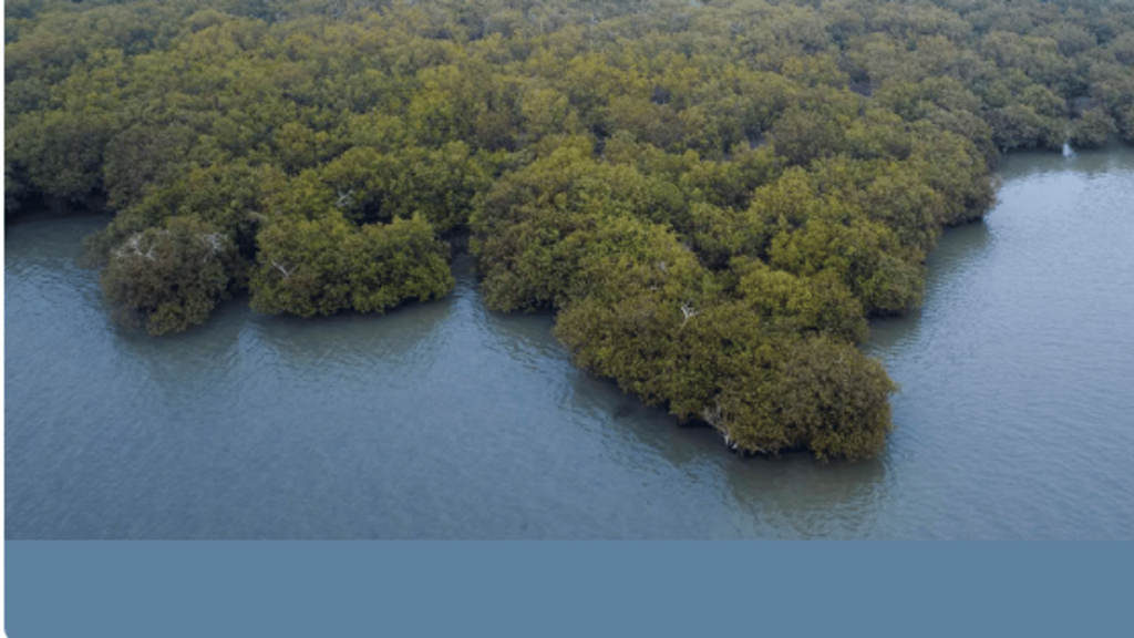 غابات المانجروف.. ثروات طبيعية مهددة بالانقراض