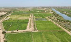 فريق من «سلمان للإغاثة» و«الجهات المانحة» يتفقدون عدد من المشاريع التنموية بالسنغال