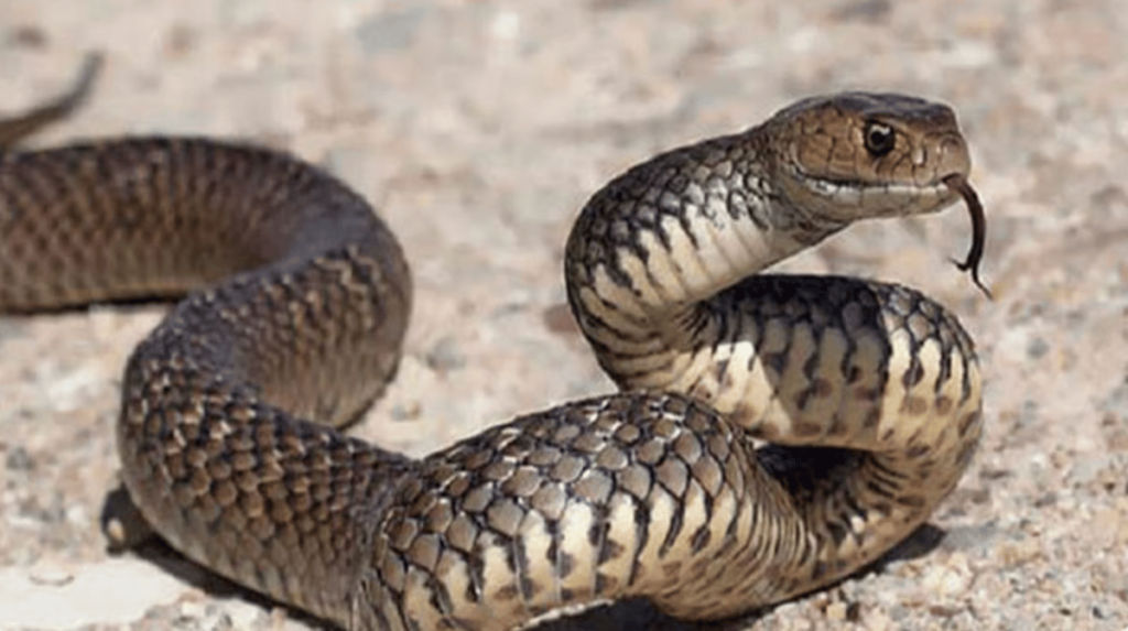 خبير: لدغة الثعبان تستدعي حمل المصاب ووضع ضمادات له دون ضغط على مكان الإصابة