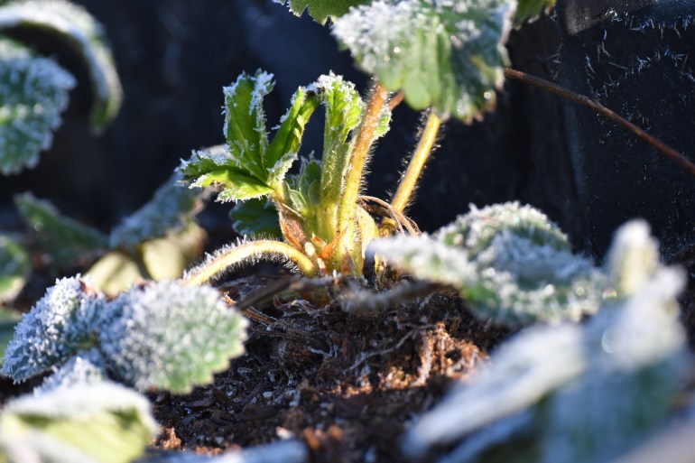 Frosted at dawn in early spring, after a night frost, strawberry leaves in the rays of the rising sun.