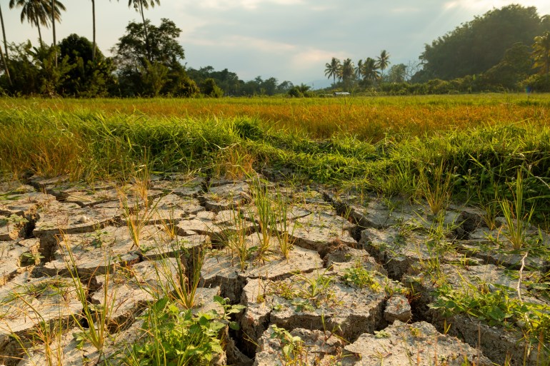 Dry and cracked land, dry due to lack of rain, in Indonesia, near the Poso lake, Sulawesi island. Effects of climate change such as desertification