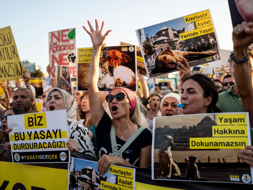 الكلاب الضالة.. أحدث ميادين الصراع بين أردوغان وخصومه