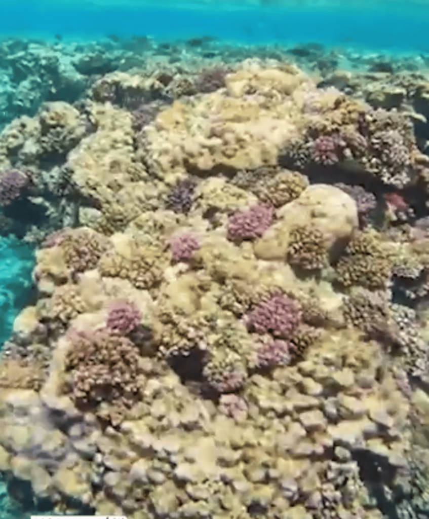 شاطئ رابغ.. مشاهد نادرة يرسمها صفاء المياه