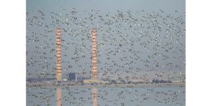 «حماية البيئة»: هبوب الرياح يزيد أعداد الجوارح والنسور في الكويت