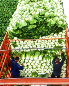 أطنان الورقيات