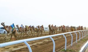 أمطار العرفاء تؤكد صلابة ميدان مهرجان ولي العهد للهجن