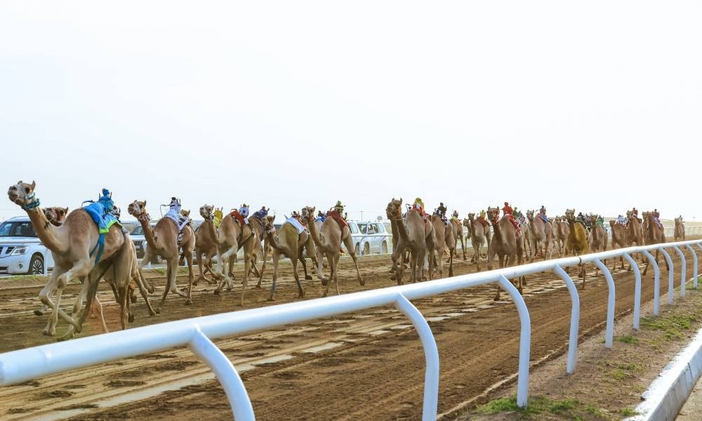 أمطار العرفاء تؤكد صلابة ميدان مهرجان ولي العهد للهجن