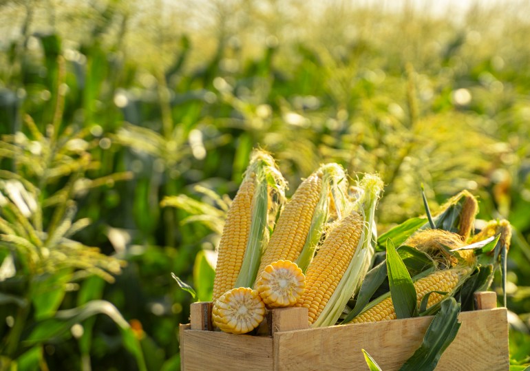 Corn plants on the field