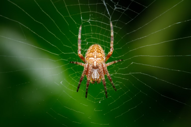 Closeup on a cross spider, also called european garden spider, diadem spider or pumpkin spider; Shutterstock ID 1458632165; purchase_order: ajnet; job: ; client: ; other: