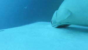 فيديو. لقطات نادرة لأسماك الريمورا تتزلج على الحيتان الحدباء قبالة أستراليا