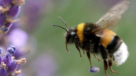 النحل يقرأ حروف شفرات مورس.. كيف يُدرَك الزمن بعقول ميكروسكوبية؟