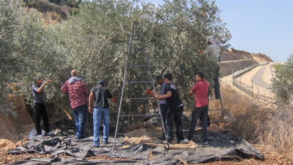 لوموند: أجانب أوقفوا خلال قطف الزيتون ينددون بإستراتيجية ترهيب إسرائيلية