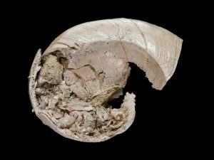 مشهد أمومة عمره مليون عام.. قوقعة تحتضن 5 أجنة