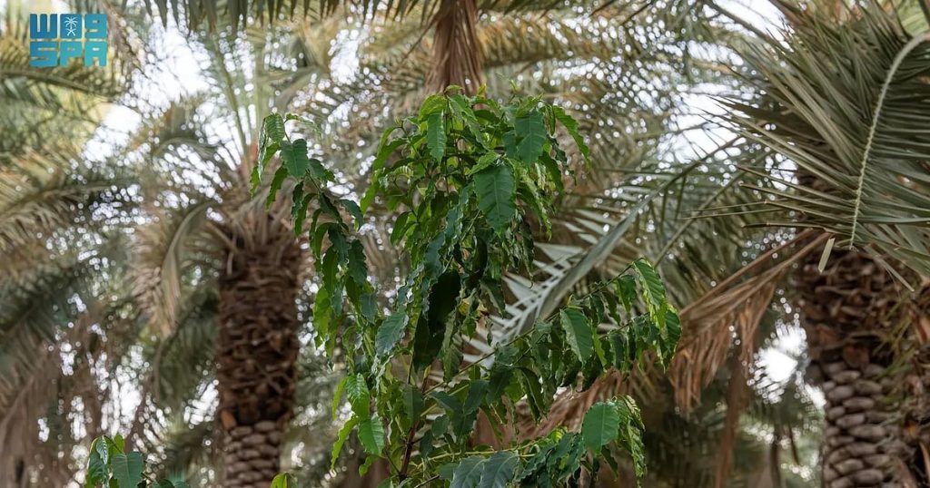 مشاهد من مزارع نجران.. تناغم فريد بين زراعة النخيل والبُن في بيئة استثنائية