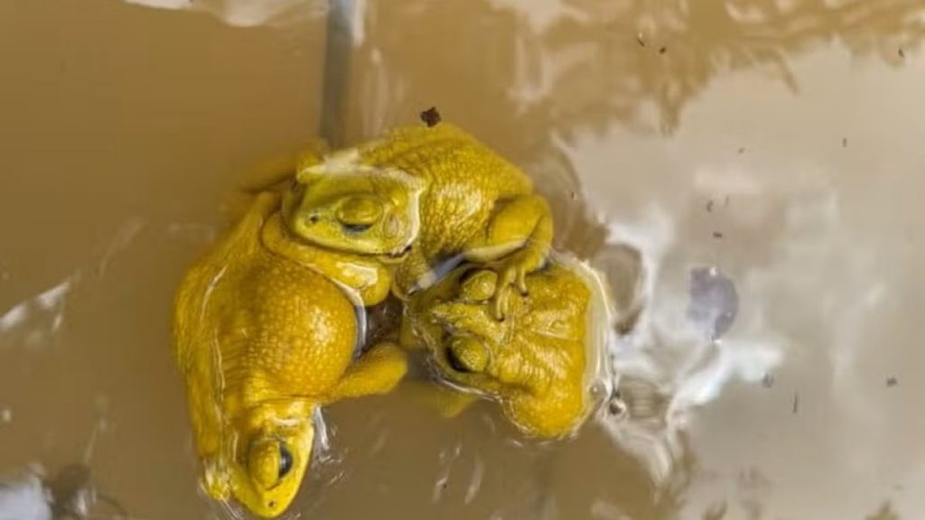 علماء للجزيرة نت: اكتشفنا سر قدرة الضفادع الآسيوية على تغيير لونها