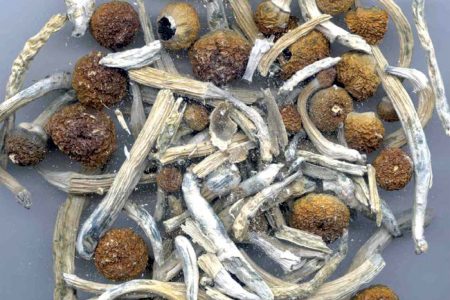 التشيك تجيز الفطر السحري لعلاج الاكتئاب