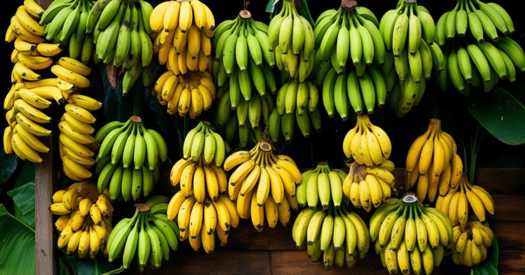 5 درجات لنضج الموز.. إليك الدرجة الأفضل لإنقاص الوزن