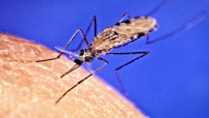 دراسة: حمل الرضّع في أقمشة معالجة بمبيدات يقلل حالات الملاريا