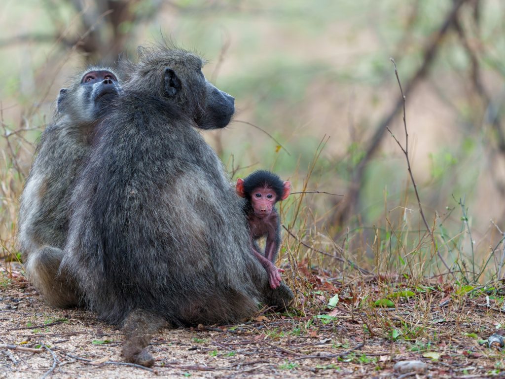 مثل البشر.. قردة البابون الغينية توزع اللحم بحسب الطبقات الاجتماعية