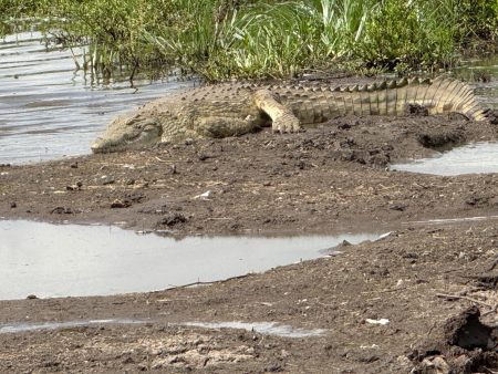 التماسيح تظهر في مصارف محافظة مصرية.. ما التفسير العلمي؟