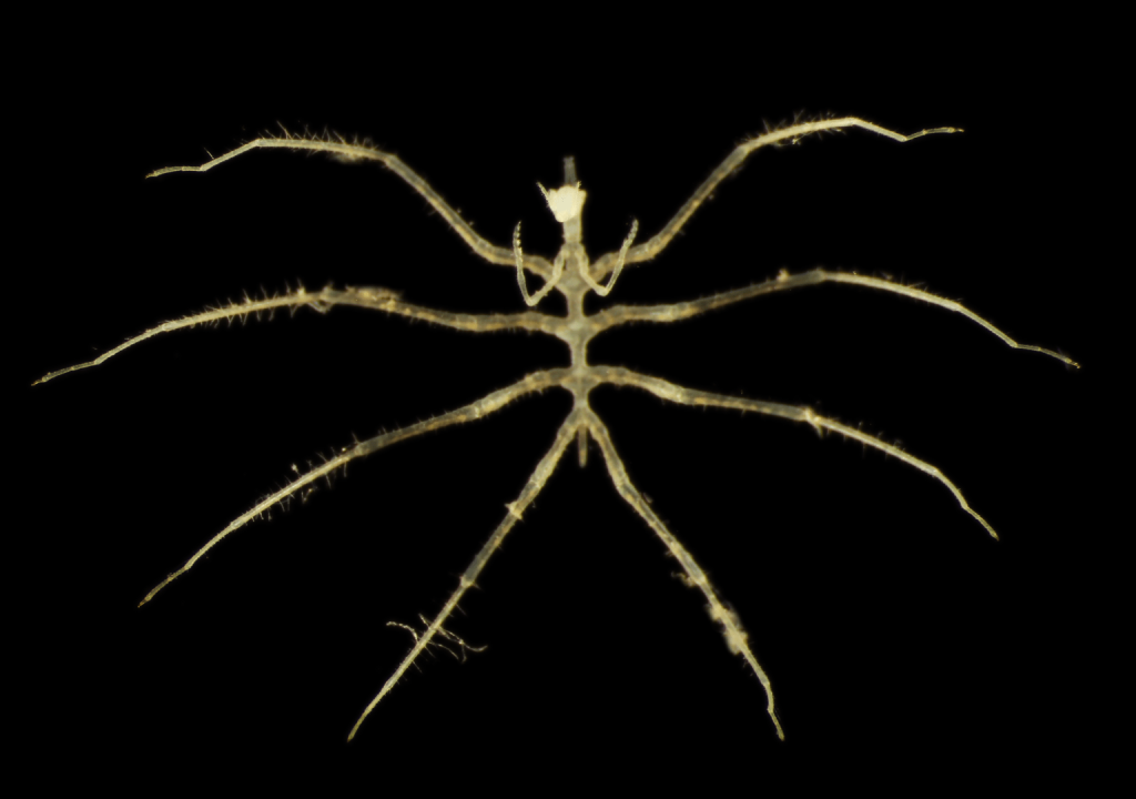 اكتشاف كائنات جديدة لافتة في موقع تعدين بالمحيط الهادي