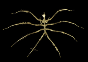 اكتشاف كائنات جديدة لافتة في موقع تعدين بالمحيط الهادي