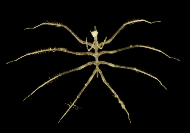 اكتشاف كائنات جديدة لافتة في موقع تعدين بالمحيط الهادي