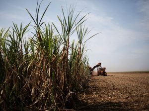 ما علاقة البرازيل بارتفاع سعر السكر؟