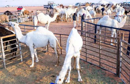 «مهرجان الملك عبدالعزيز» ينعش أسواق الإبل في المملكة ودول الخليج
