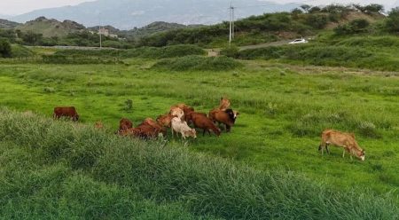 وزارة البيئة تدعو المربين لحماية مواشيهم أثناء مواسم الأمطار