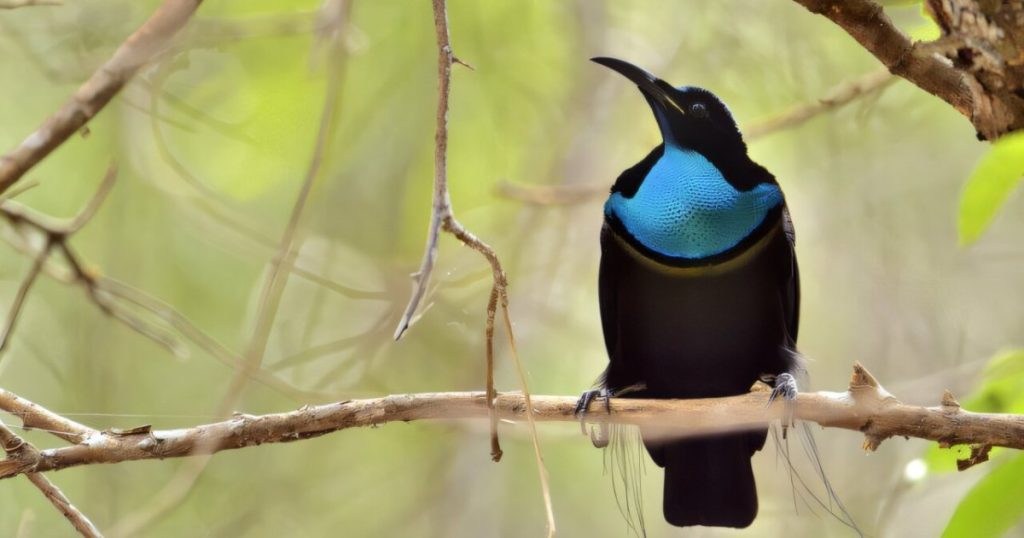 “طائر الجنّة” يلهم العلماء لصناعة القماش الأشد سوادا في العالم