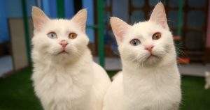 علماء للجزيرة نت: أصول القطط المنزلية ترجع إلى شمال أفريقيا