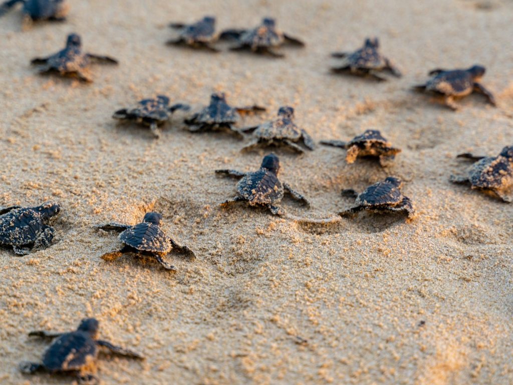 عبر حاسة “لا يدركها البشر”.. سلاحف البحر تحدد موقعها في المحيط