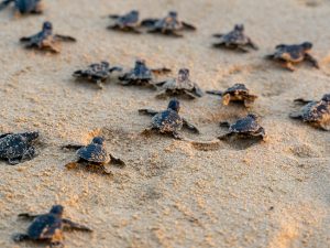 عبر حاسة “لا يدركها البشر”.. سلاحف البحر تحدد موقعها في المحيط