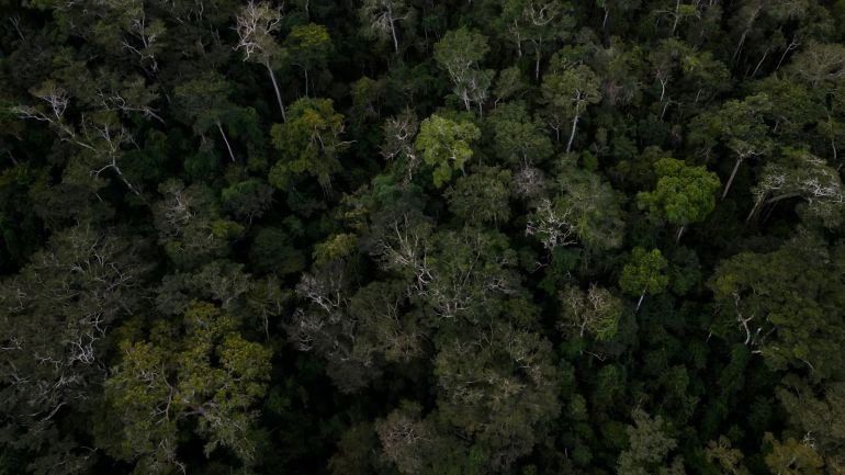 Brazilwood, the national tree of Brazil, is endemic to the Atlantic Forest, which faces threats from deforestation and climate change [File: Bruna Prado/AP Photo]