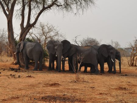في بوتسوانا.. طريقة جديدة لحل الخلاف بين البشر والفيلة
