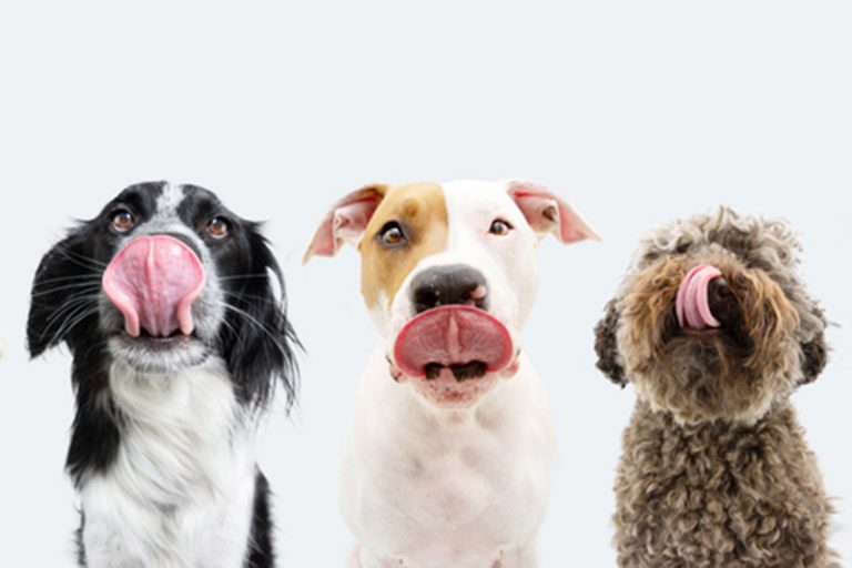 علاج كلبك الأليف ربما يتحول إلى كارثة بيئية