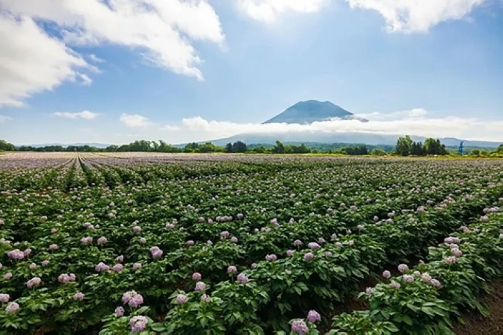 هوكايدو.. جنة يابانية لعشاق الطبيعة والطعام – أخبار السعودية