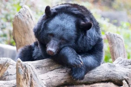 كيف تحفظ الدببة عظامها أثناء السبات الشتوي؟ علماء مصريون يجيبون