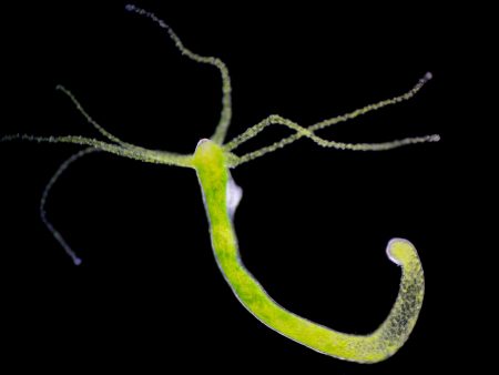 سر الهيدرا.. لماذا لا تصل هذه الكائنات للشيخوخة أبدا؟