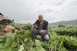 “الفُقع” هدية الشتاء الفلسطيني.. غذاء من الأرض وطقس متوارث