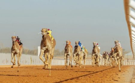 تتويج أبطال كؤوس مهرجان خادم الحرمين الشريفين للهجن اليوم لفئة «الجذاع»