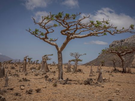 مسؤول يمني: اليونسكو توفد بعثة للتحقيق في الانتهاكات التي تعرضت لها جزيرة سقطرى