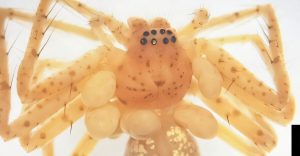 عنكبوت يرتدي عقدا يشبه “حبات اللؤلؤ”.. اكتشاف مدهش في البرازيل