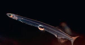 سمكة “النودلز” بلا دمٍ أحمر: كيف تعيش؟ وما سر شفافيتها؟