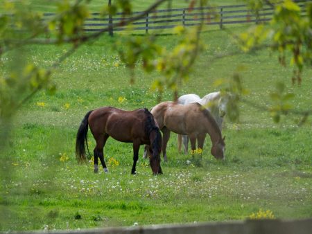 الخيول تتمكن من شم “رائحة الخوف” لدى البشر.. فكيف تفعل ذلك؟