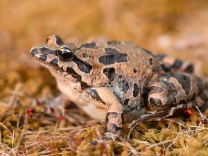 ضفدع تونس الملون.. الفندق الأكثر ازدحاما في الصحراء