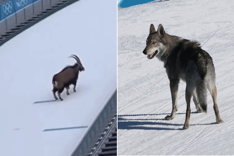 شاهد.. حيوانات تخطف الأضواء في أولمبياد الشتاء